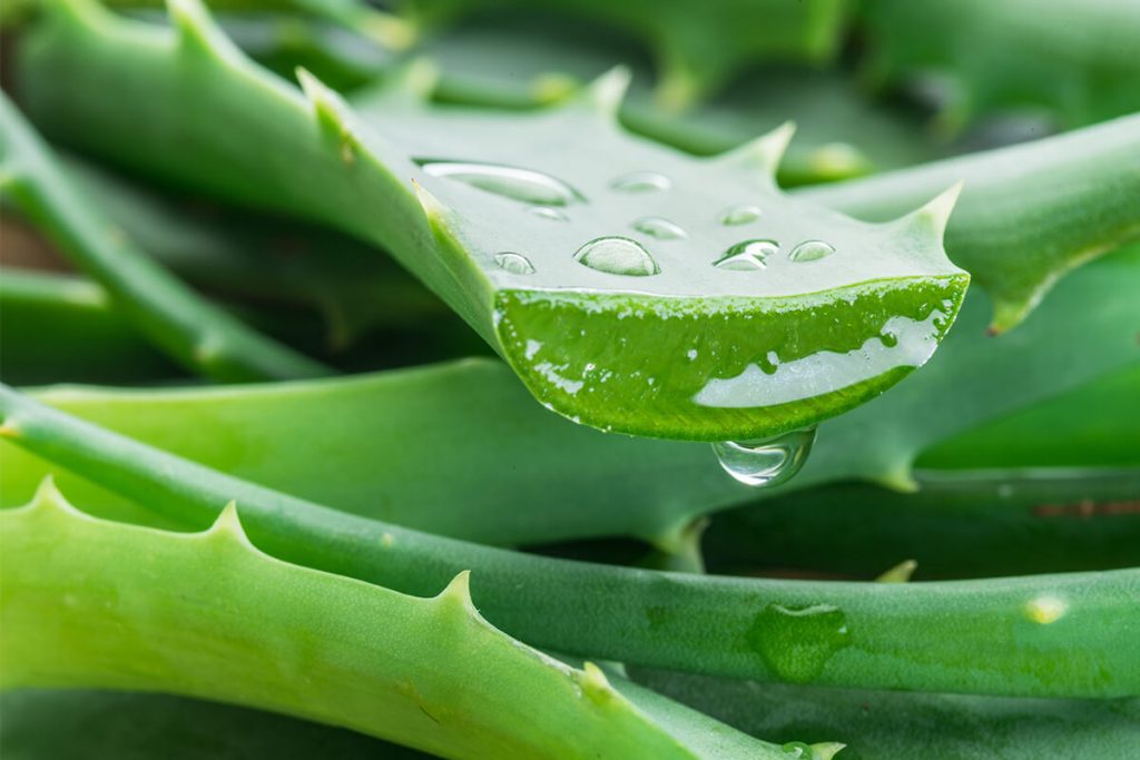 Angeschnittenes frisches Aloe vera Blatt