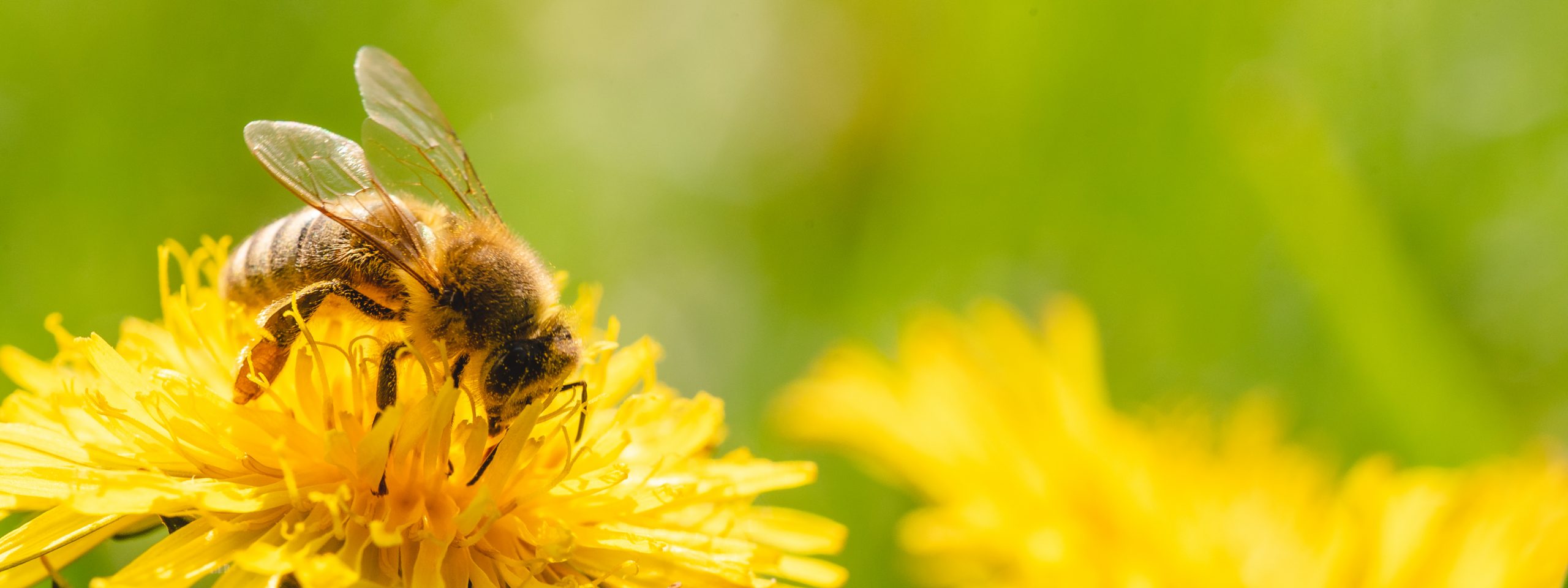 Biene auf Blüte